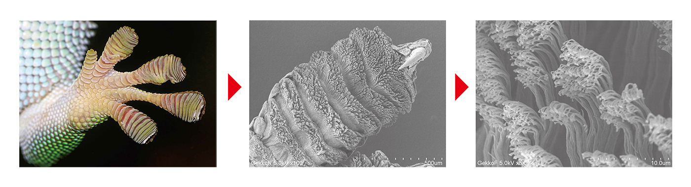 Japanese gecko foot structure